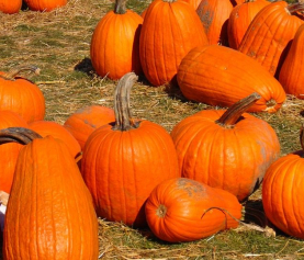 Pumpkin Recipes to Kick Off the Season